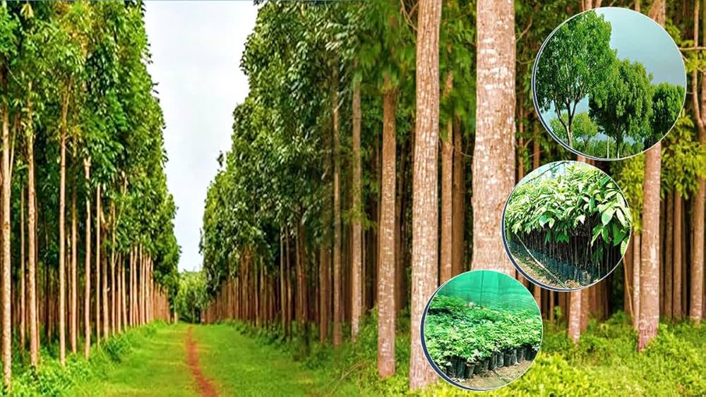 Anantara farmland